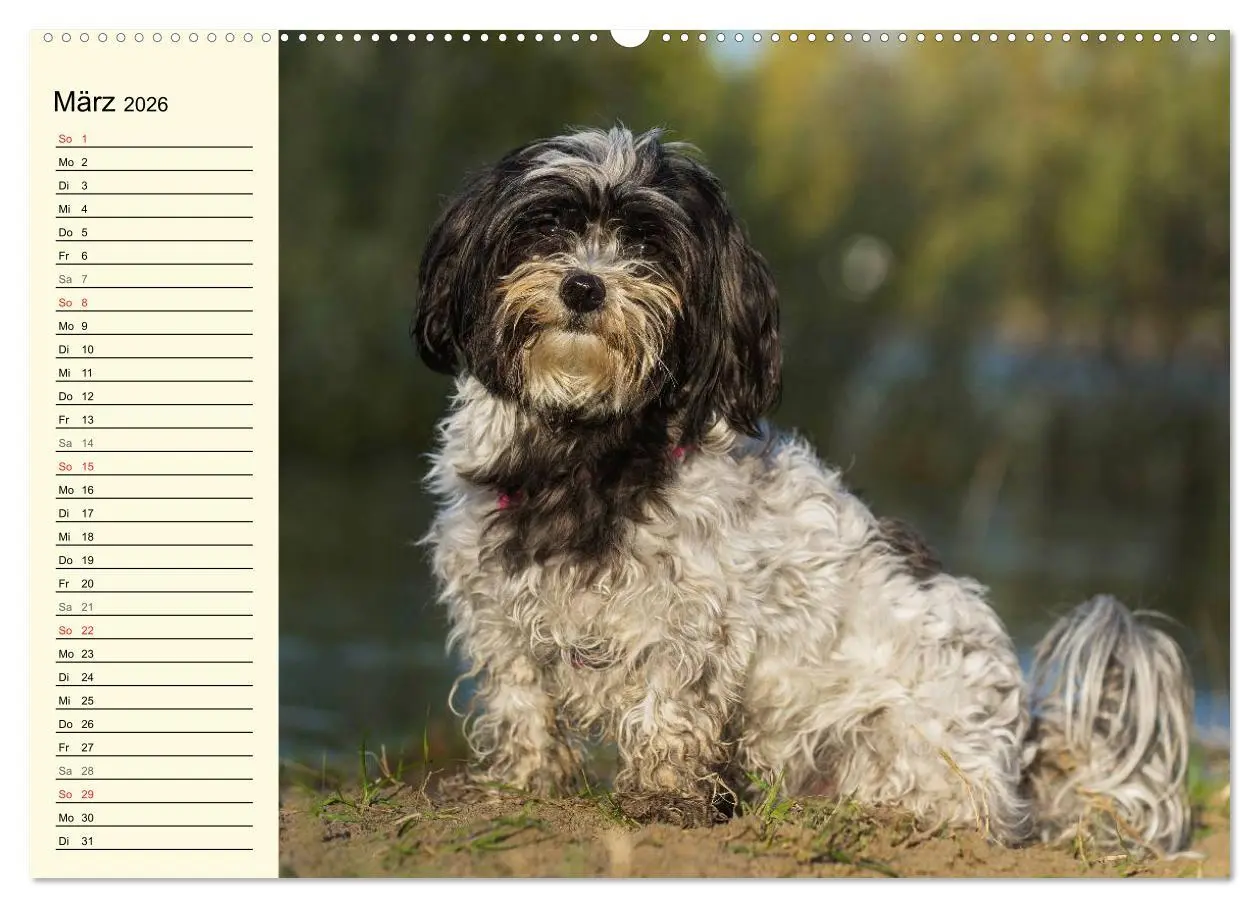 Bild: 9783516006148 | Havaneser - Herz auf 4 Pfoten (hochwertiger Premium Wandkalender...