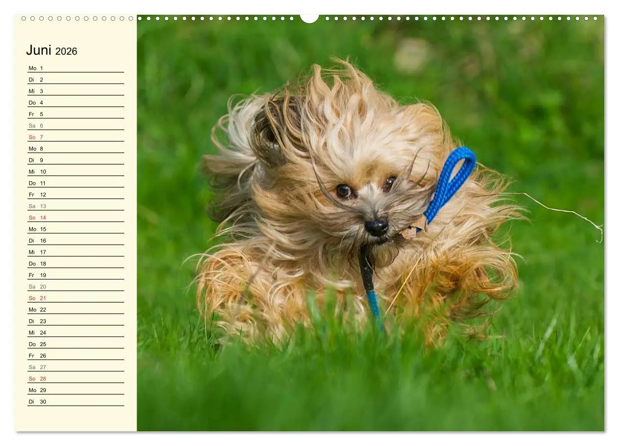 Bild: 9783516006148 | Havaneser - Herz auf 4 Pfoten (hochwertiger Premium Wandkalender...