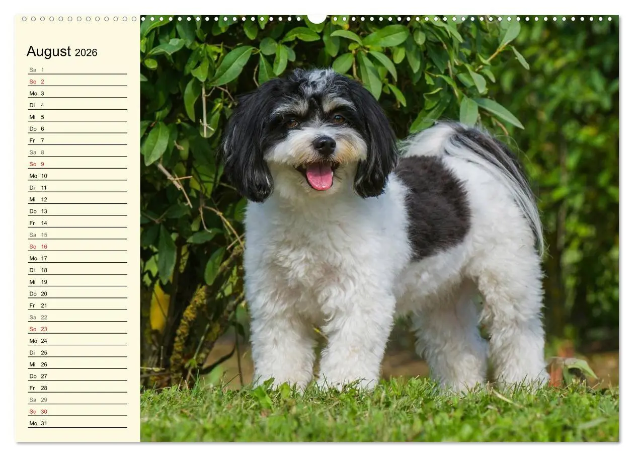Bild: 9783516006148 | Havaneser - Herz auf 4 Pfoten (hochwertiger Premium Wandkalender...