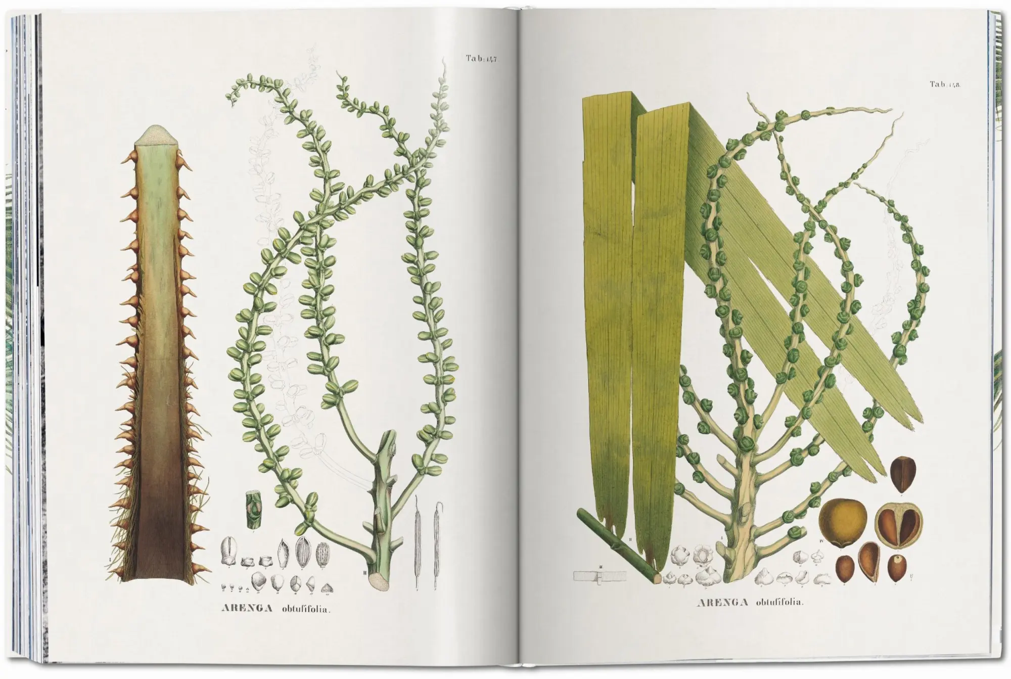 Bild: 9783836566148 | Martius. The Book of Palms | H. Walter Lack | Buch | GER, Hardcover