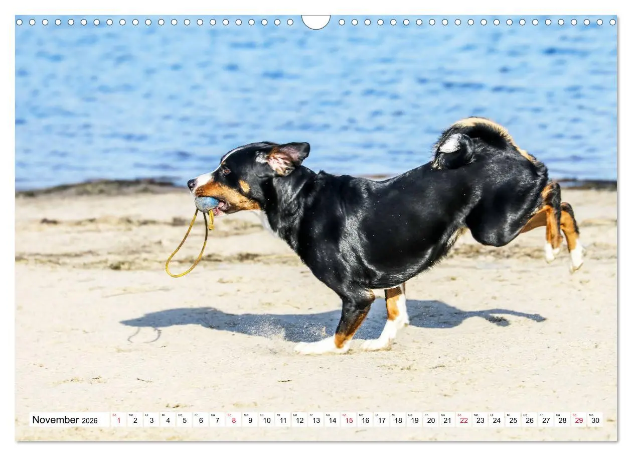 Bild: 9783457836248 | Appenzeller Sennenhunde (Wandkalender 2026 DIN A3 quer), CALVENDO...