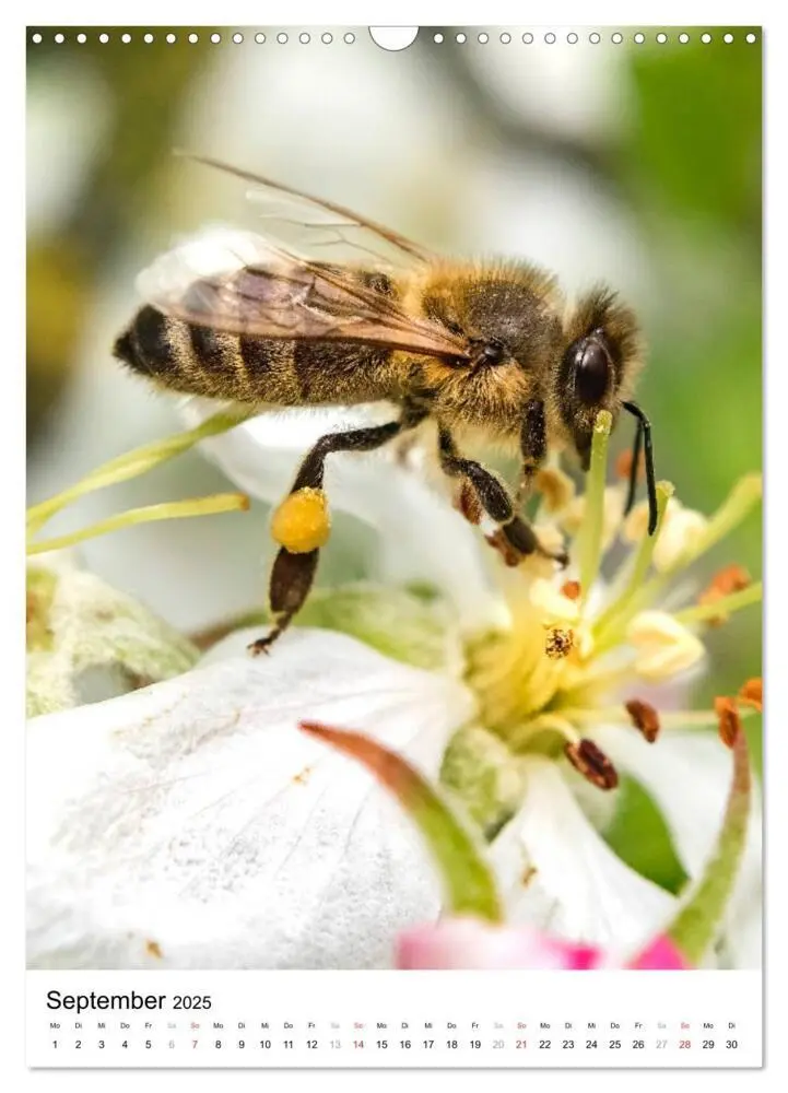 Bild: 9783435966448 | BIENEN - Kleine Nützlinge ganz nah (Wandkalender 2025 DIN A3 hoch),...