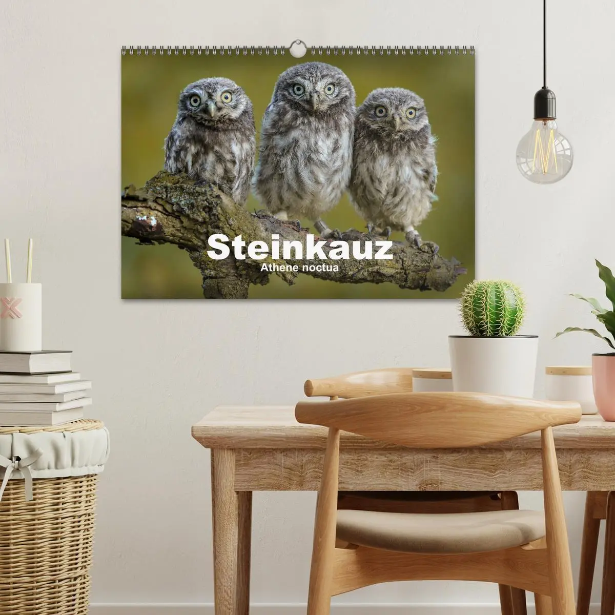 Bild: 9783457816448 | Steinkäuze (Athene noctua) (Wandkalender 2026 DIN A3 quer),...