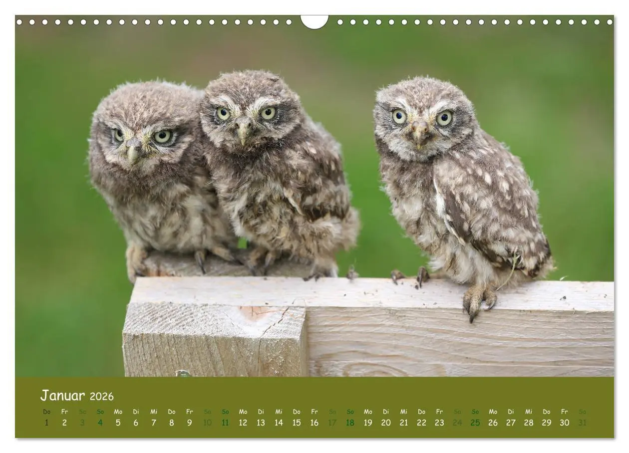 Bild: 9783457816448 | Steinkäuze (Athene noctua) (Wandkalender 2026 DIN A3 quer),...