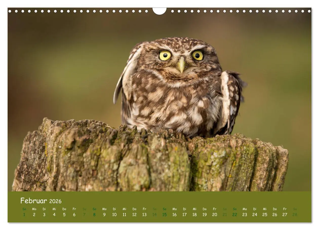 Bild: 9783457816448 | Steinkäuze (Athene noctua) (Wandkalender 2026 DIN A3 quer),...