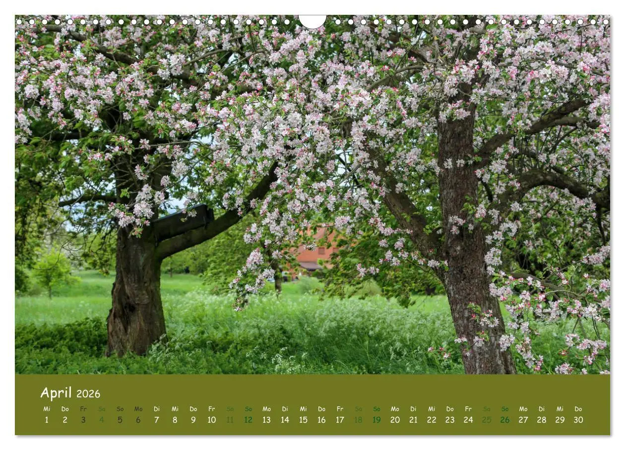 Bild: 9783457816448 | Steinkäuze (Athene noctua) (Wandkalender 2026 DIN A3 quer),...
