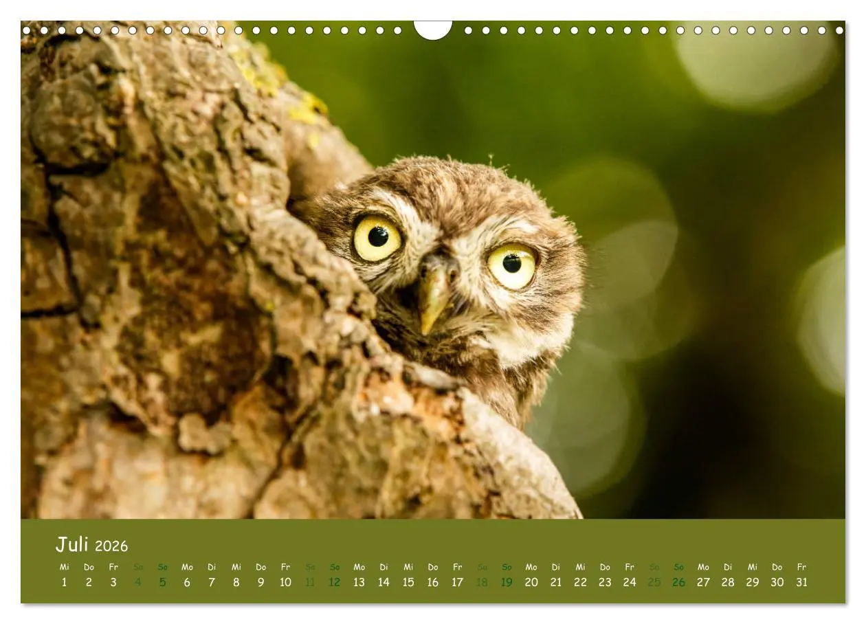 Bild: 9783457816448 | Steinkäuze (Athene noctua) (Wandkalender 2026 DIN A3 quer),...