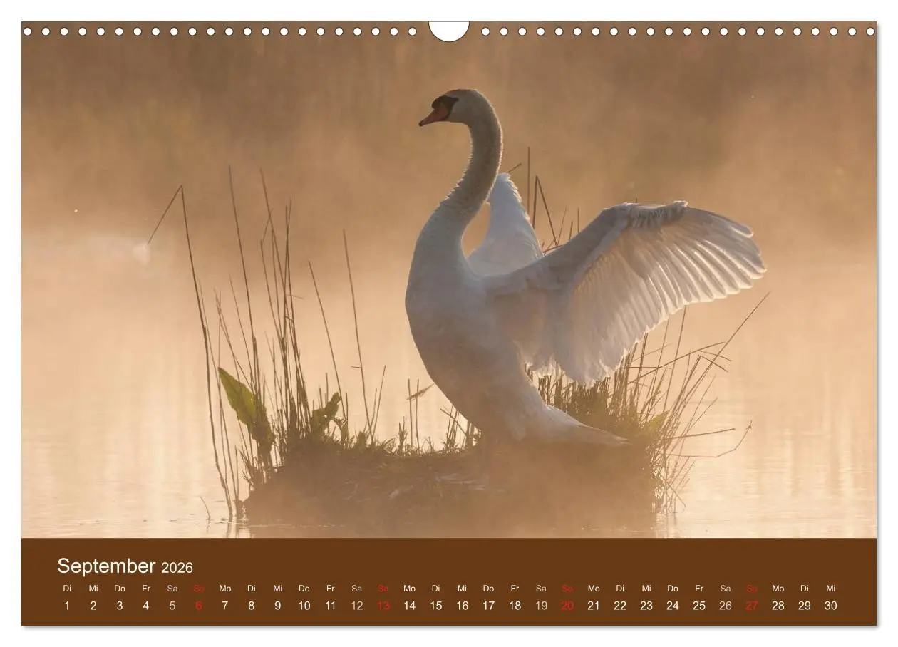 Bild: 9783457986448 | Der Federsee - Vogelparadies in Oberschwaben (Wandkalender 2026 DIN...