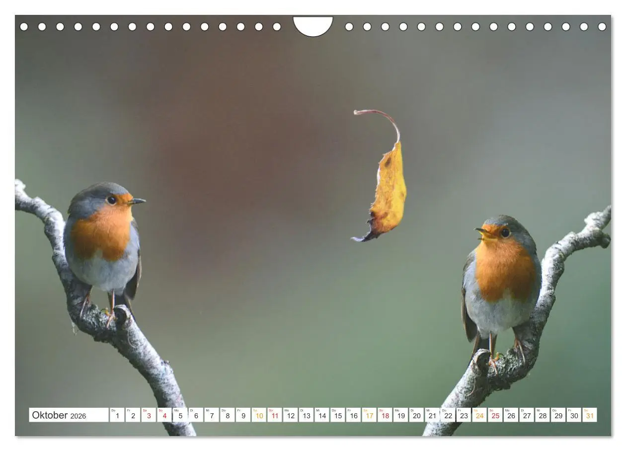 Bild: 9783457736548 | Das Rotkehlchen, ein Kleiner ganz Groß (Wandkalender 2026 DIN A4...
