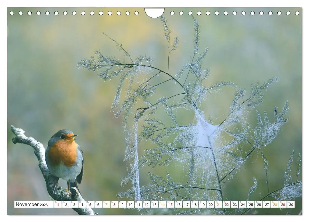 Bild: 9783457736548 | Das Rotkehlchen, ein Kleiner ganz Groß (Wandkalender 2026 DIN A4...