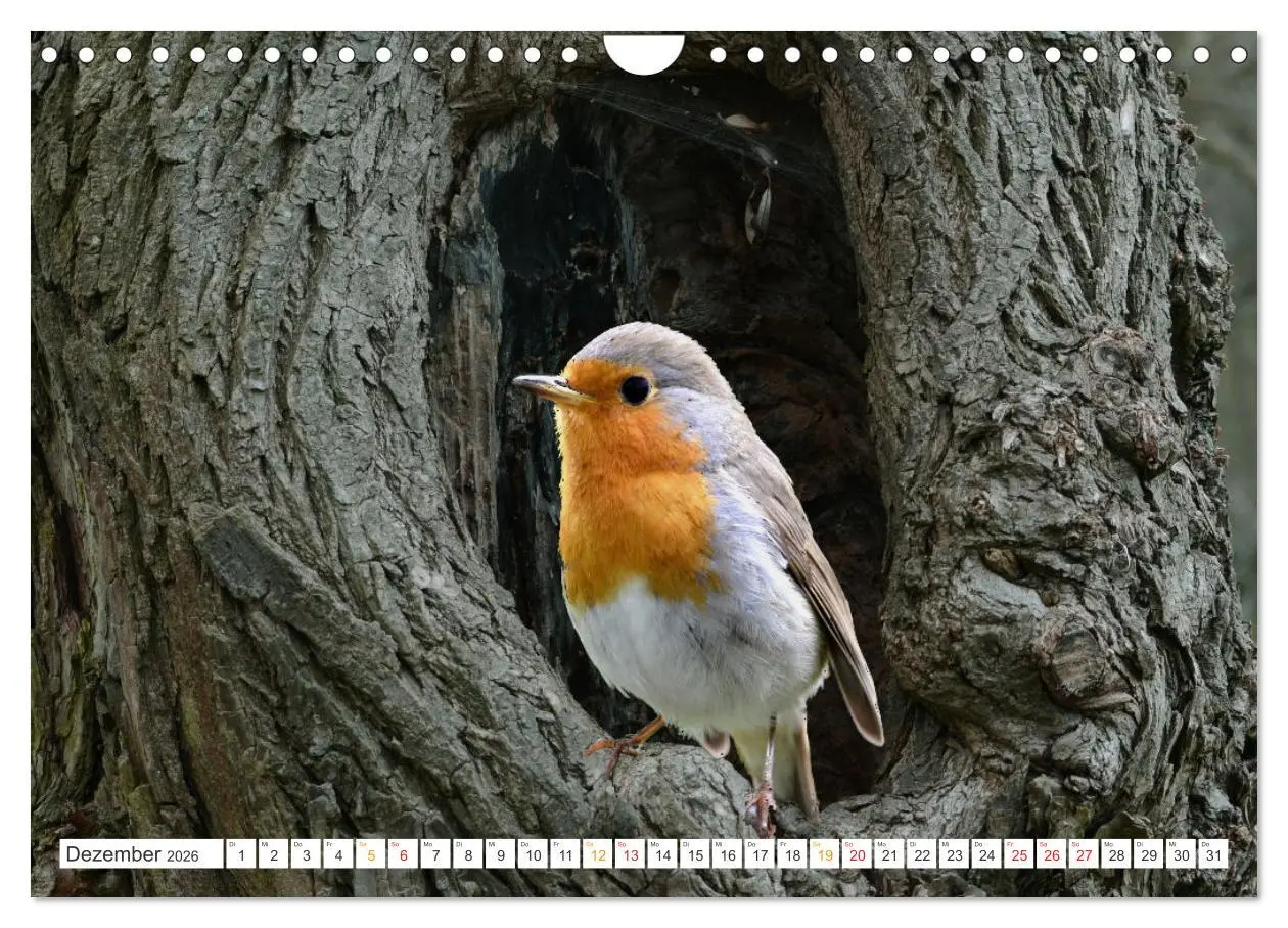 Bild: 9783457736548 | Das Rotkehlchen, ein Kleiner ganz Groß (Wandkalender 2026 DIN A4...