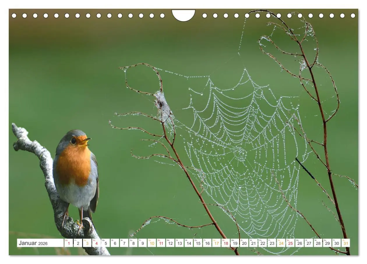 Bild: 9783457736548 | Das Rotkehlchen, ein Kleiner ganz Groß (Wandkalender 2026 DIN A4...