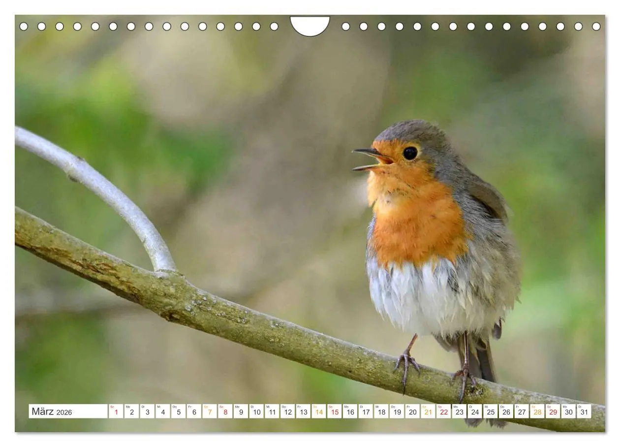 Bild: 9783457736548 | Das Rotkehlchen, ein Kleiner ganz Groß (Wandkalender 2026 DIN A4...