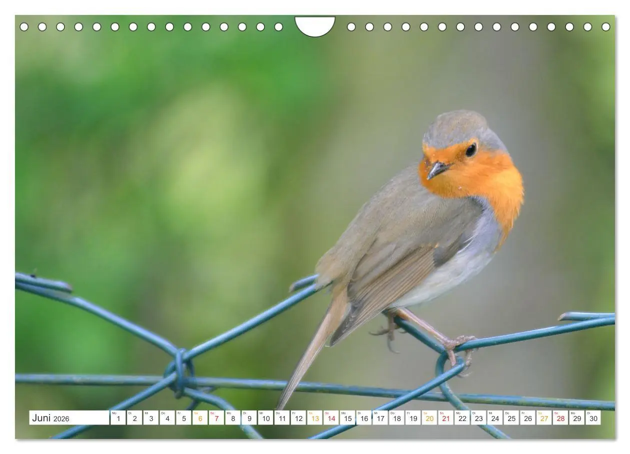 Bild: 9783457736548 | Das Rotkehlchen, ein Kleiner ganz Groß (Wandkalender 2026 DIN A4...