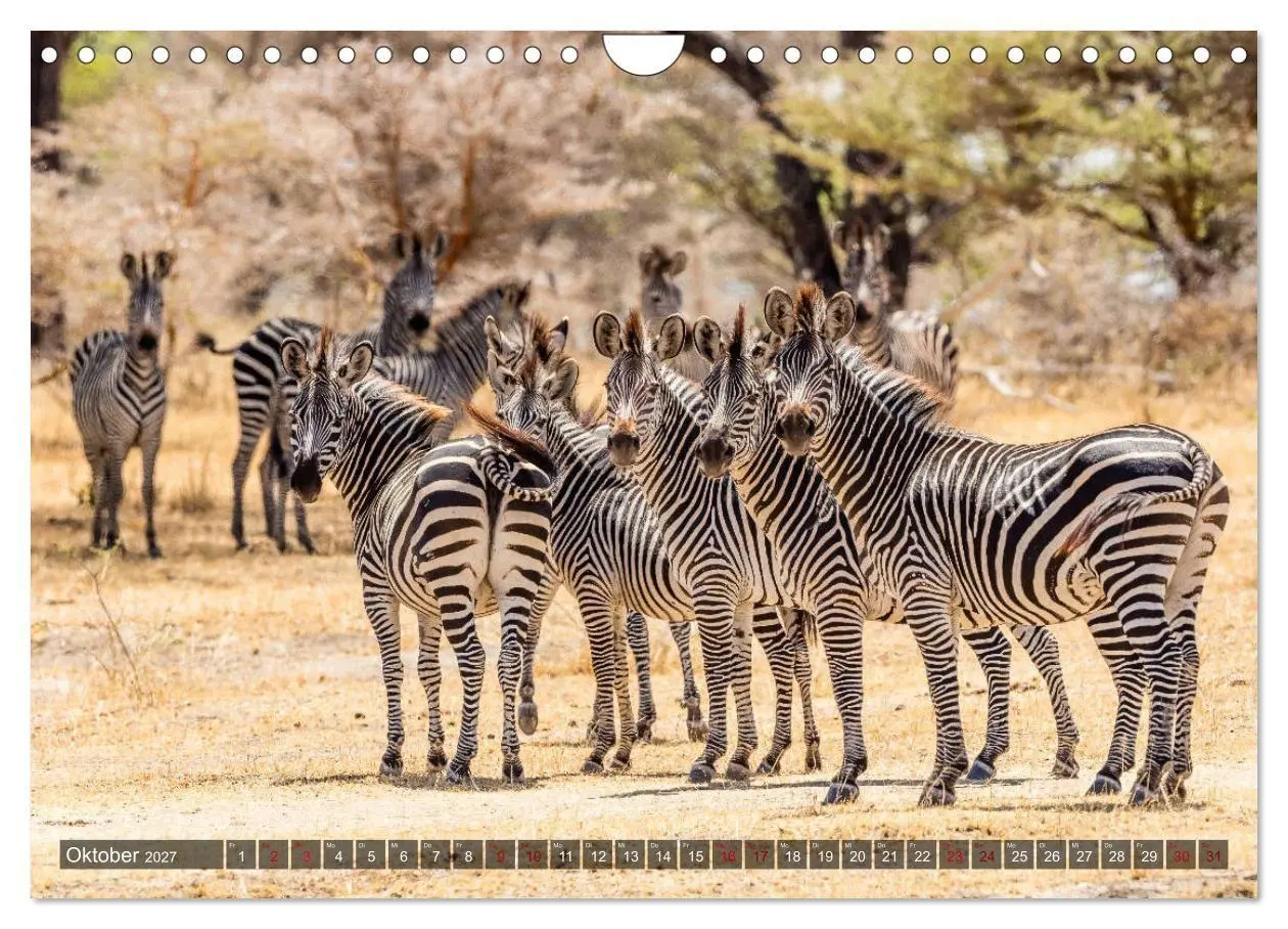 Bild: 9783569846548 | Safari in Tansania (Wandkalender 2027 DIN A4 quer), CALVENDO...