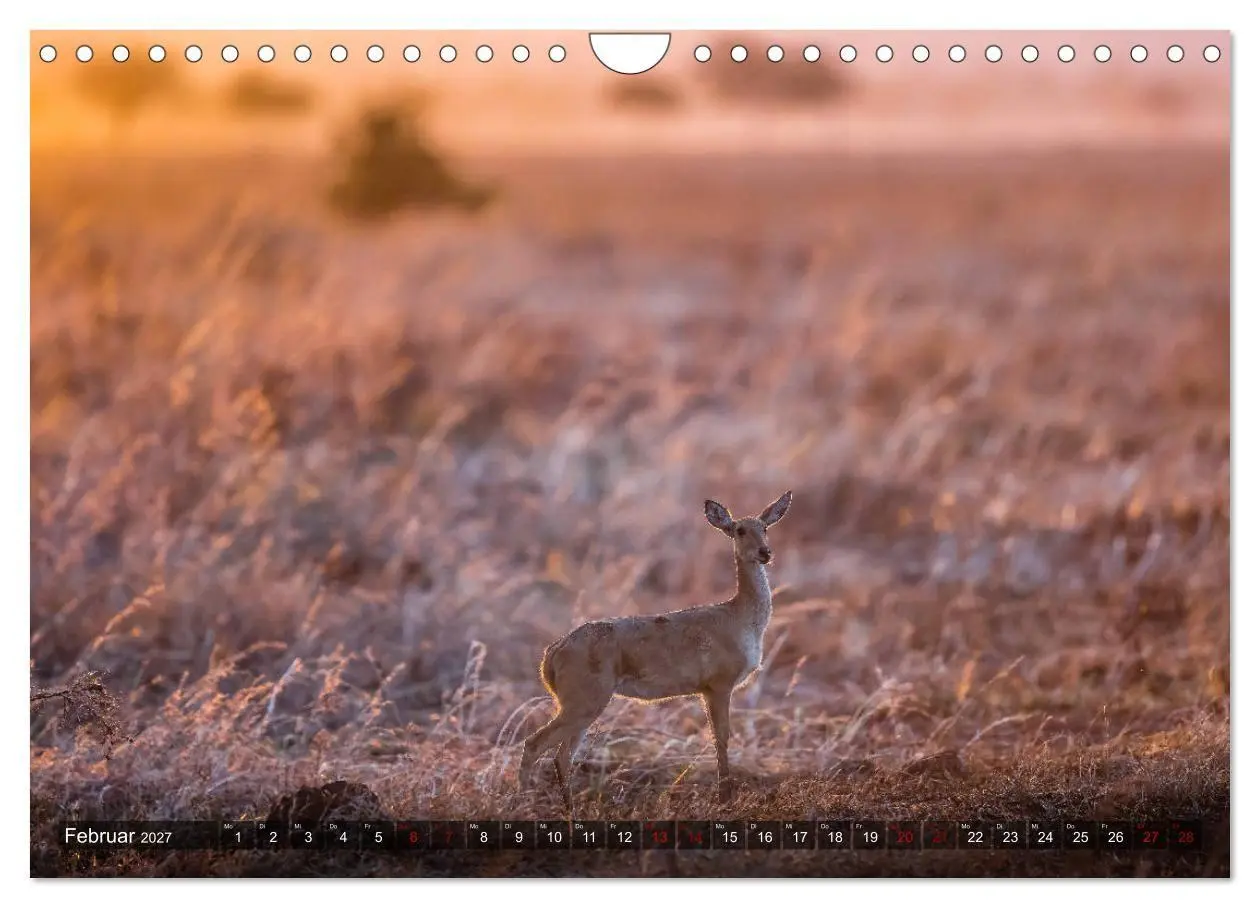 Bild: 9783569846548 | Safari in Tansania (Wandkalender 2027 DIN A4 quer), CALVENDO...