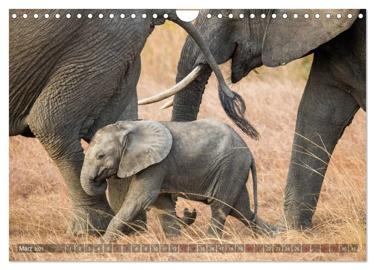 Bild: 9783569846548 | Safari in Tansania (Wandkalender 2027 DIN A4 quer), CALVENDO...