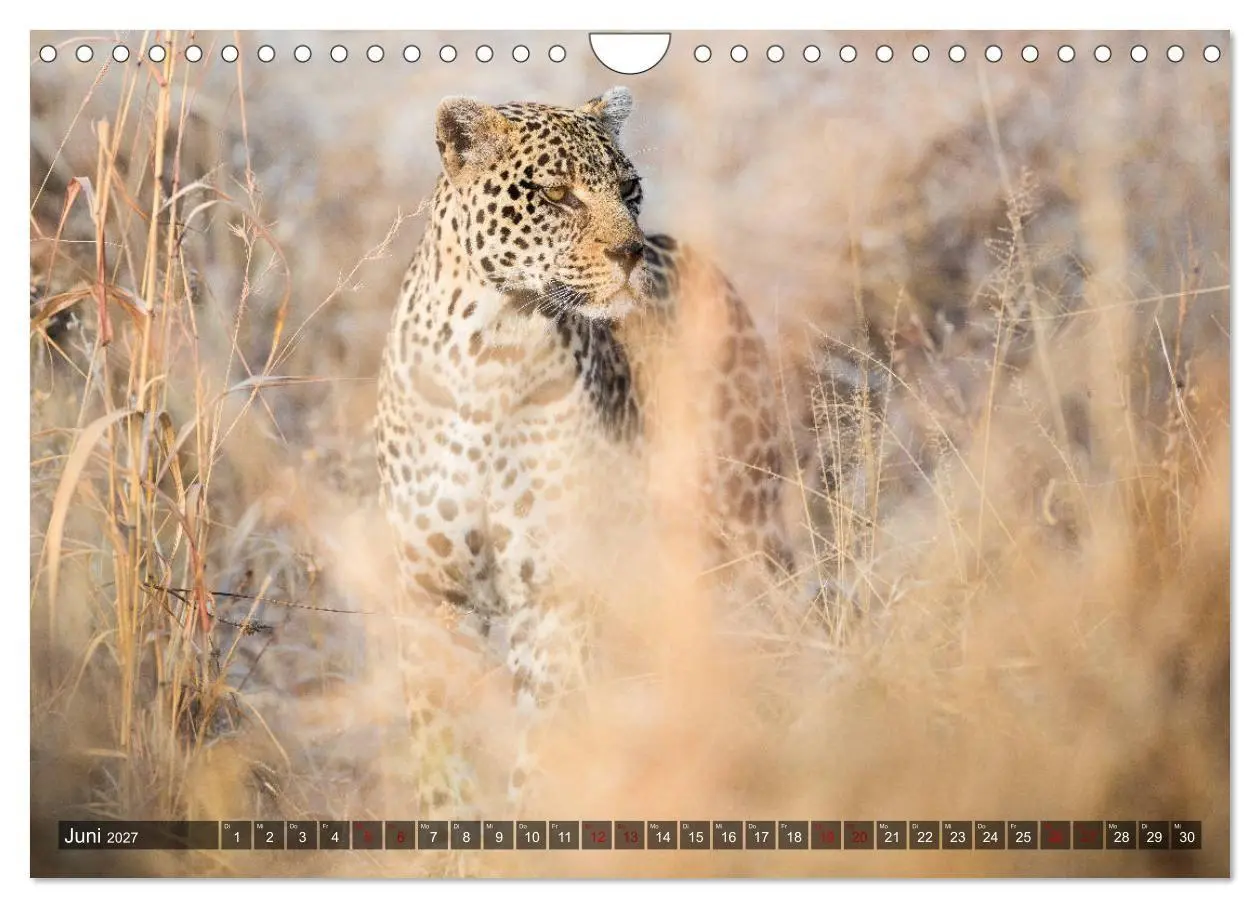 Bild: 9783569846548 | Safari in Tansania (Wandkalender 2027 DIN A4 quer), CALVENDO...