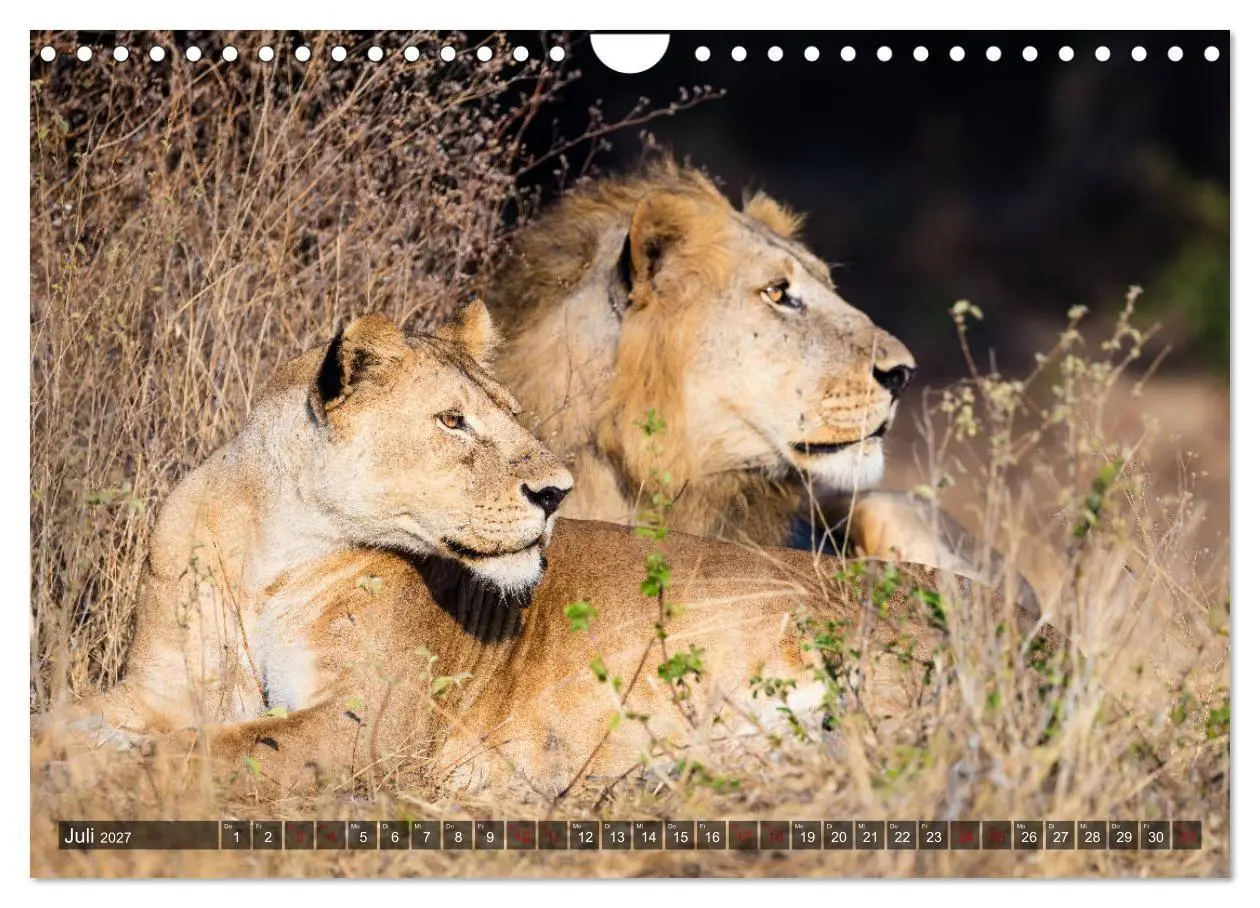 Bild: 9783569846548 | Safari in Tansania (Wandkalender 2027 DIN A4 quer), CALVENDO...