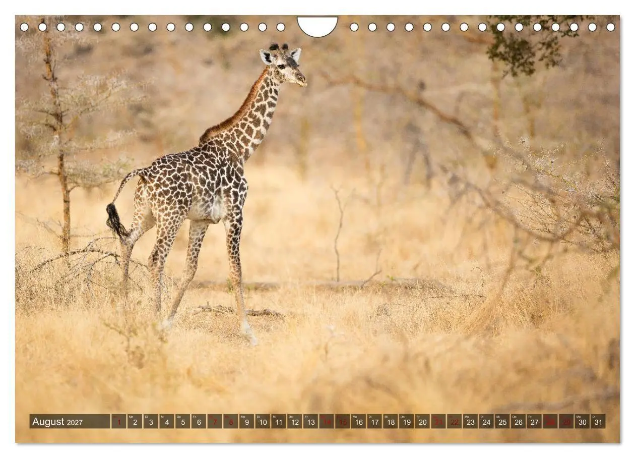 Bild: 9783569846548 | Safari in Tansania (Wandkalender 2027 DIN A4 quer), CALVENDO...