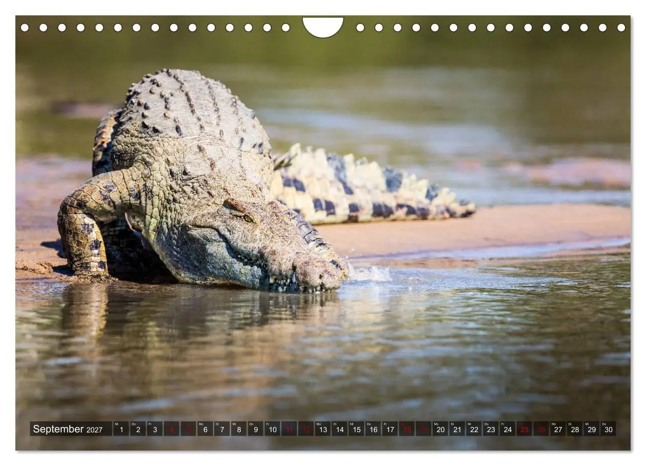 Bild: 9783569846548 | Safari in Tansania (Wandkalender 2027 DIN A4 quer), CALVENDO...