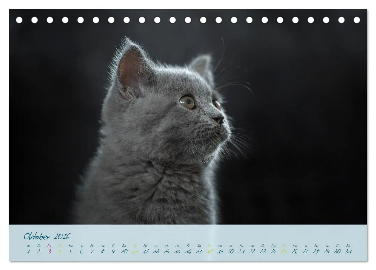 Bild: 9783457496848 | Ein kleiner Kater entdeckt die Welt! (Tischkalender 2026 DIN A5...