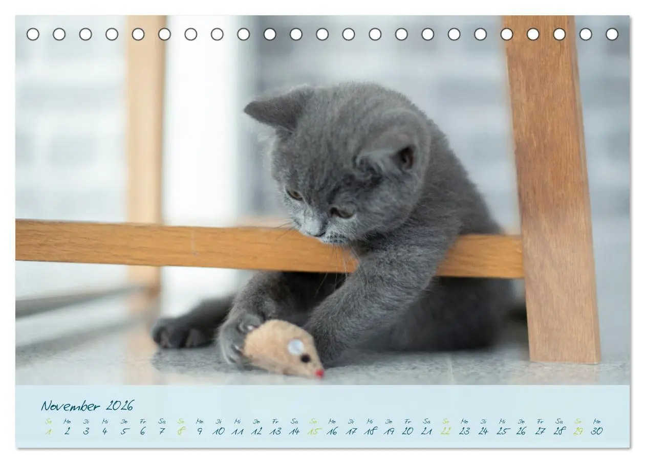 Bild: 9783457496848 | Ein kleiner Kater entdeckt die Welt! (Tischkalender 2026 DIN A5...