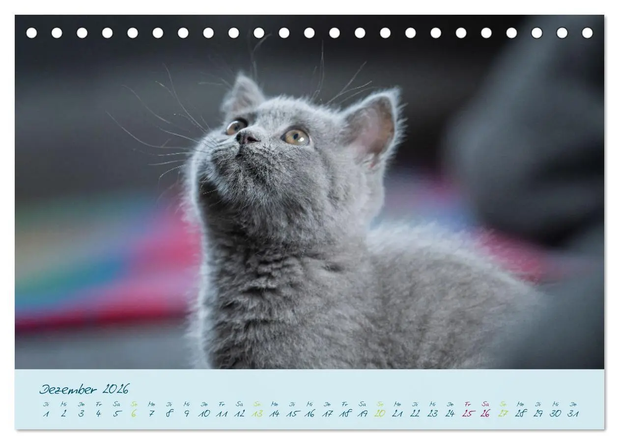 Bild: 9783457496848 | Ein kleiner Kater entdeckt die Welt! (Tischkalender 2026 DIN A5...