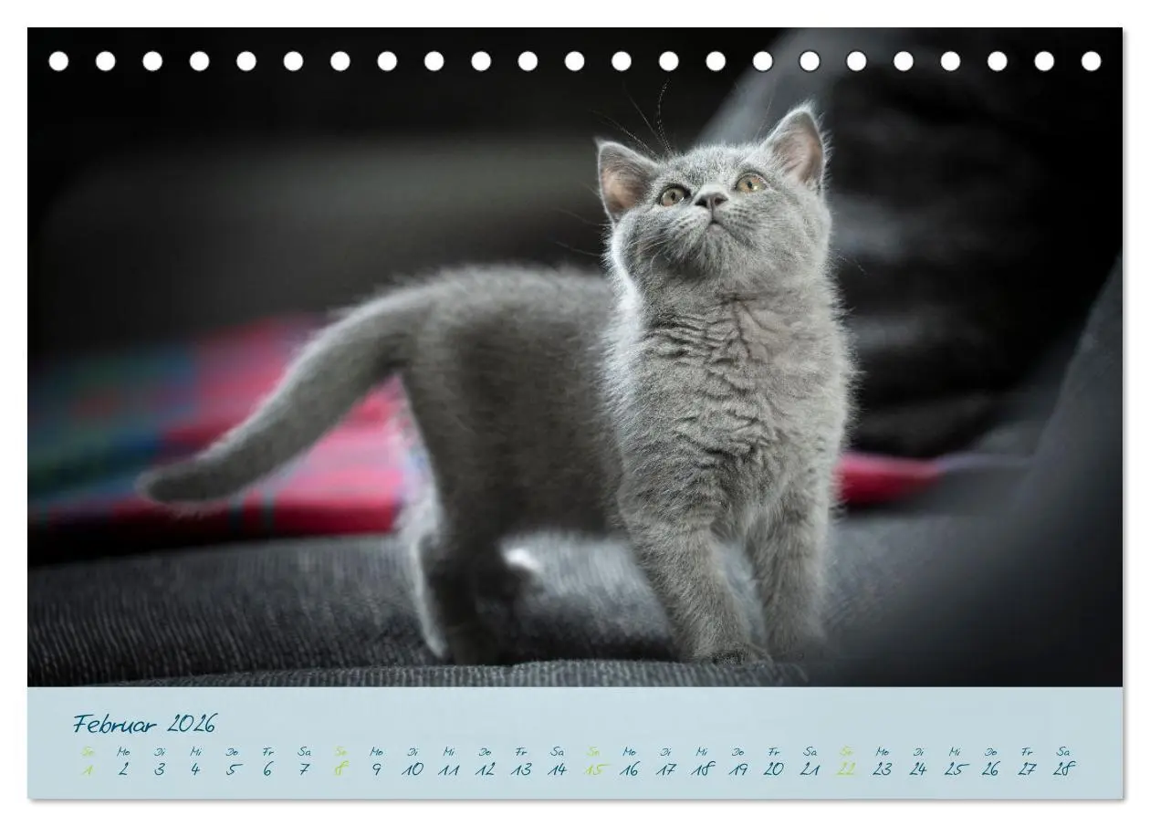 Bild: 9783457496848 | Ein kleiner Kater entdeckt die Welt! (Tischkalender 2026 DIN A5...