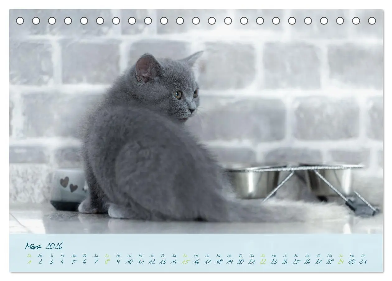 Bild: 9783457496848 | Ein kleiner Kater entdeckt die Welt! (Tischkalender 2026 DIN A5...