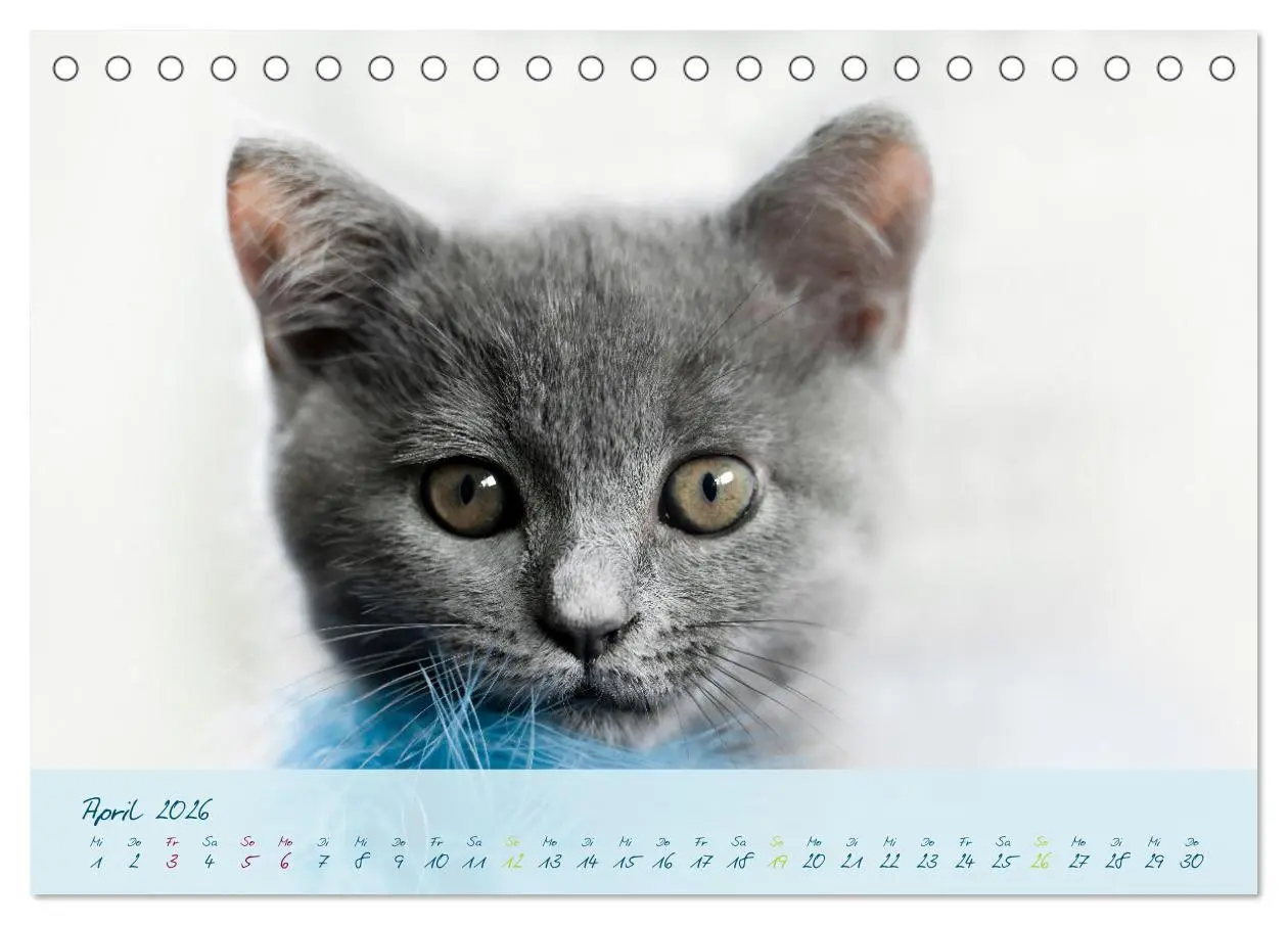 Bild: 9783457496848 | Ein kleiner Kater entdeckt die Welt! (Tischkalender 2026 DIN A5...