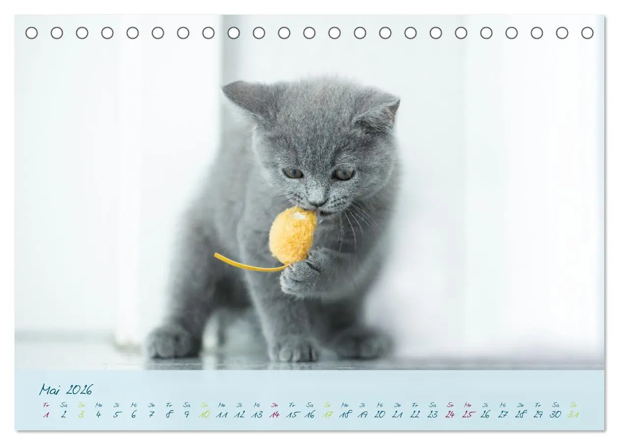 Bild: 9783457496848 | Ein kleiner Kater entdeckt die Welt! (Tischkalender 2026 DIN A5...
