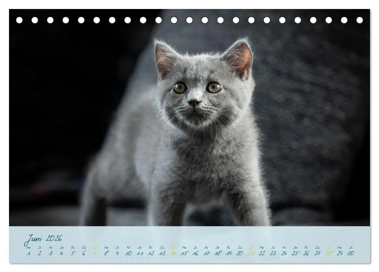 Bild: 9783457496848 | Ein kleiner Kater entdeckt die Welt! (Tischkalender 2026 DIN A5...