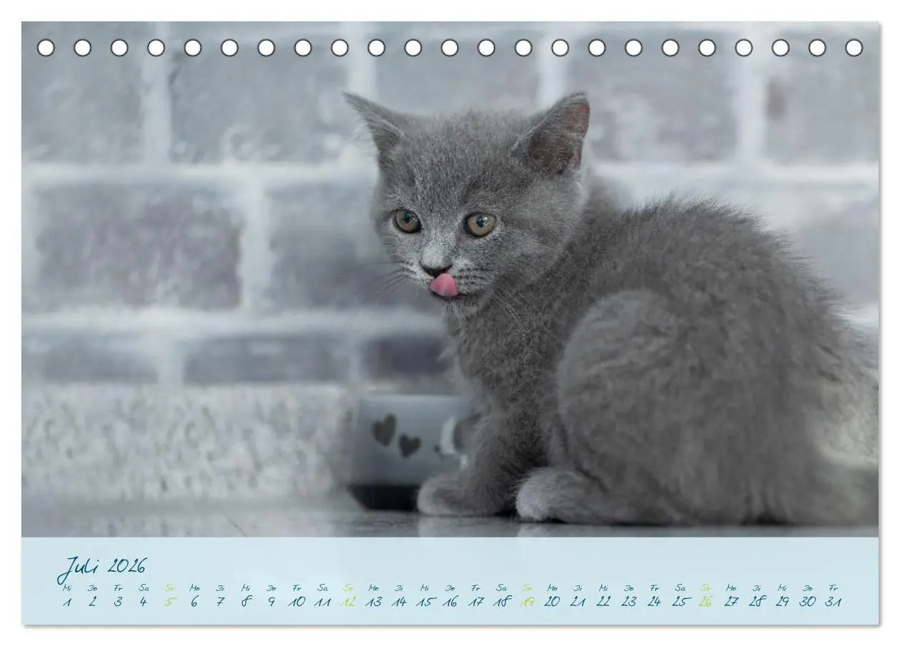 Bild: 9783457496848 | Ein kleiner Kater entdeckt die Welt! (Tischkalender 2026 DIN A5...