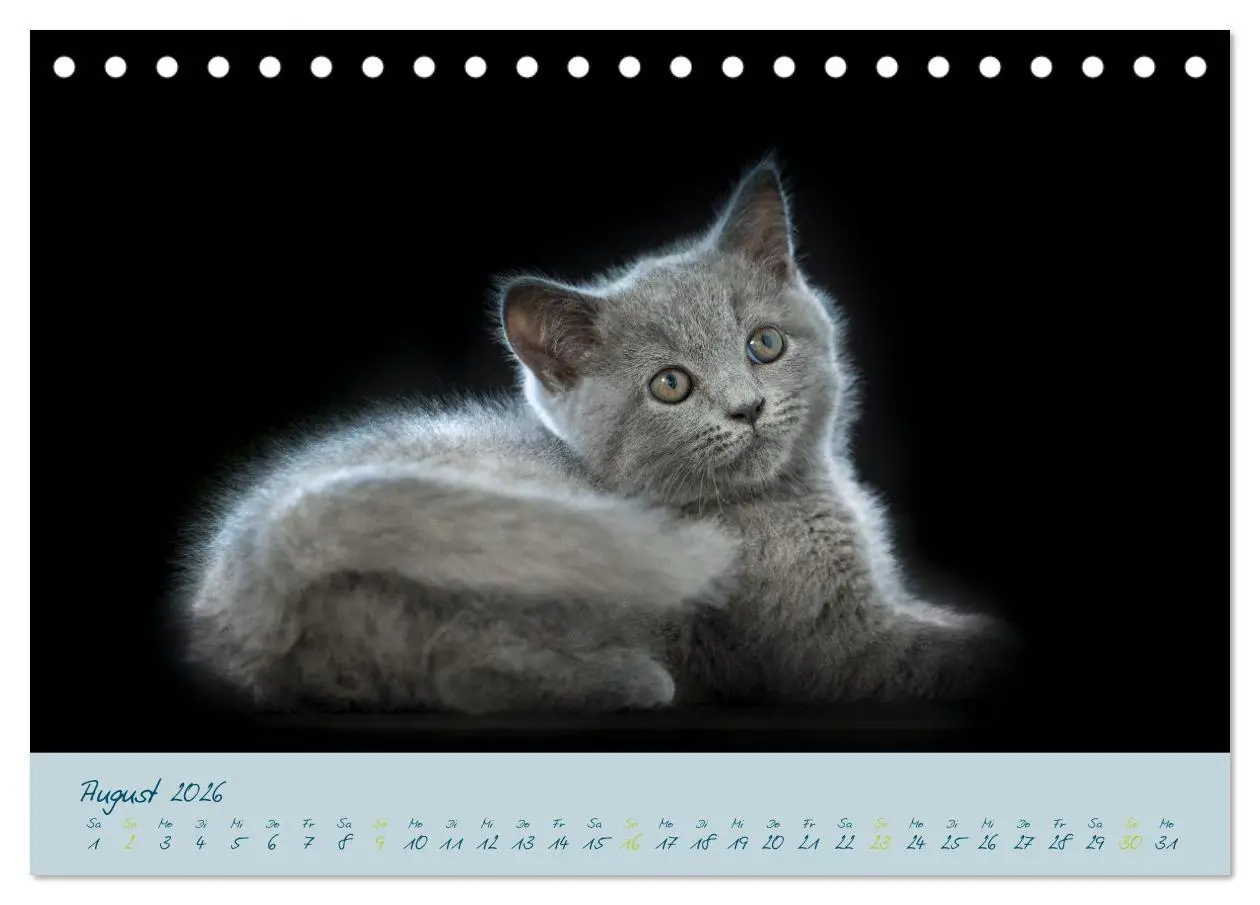 Bild: 9783457496848 | Ein kleiner Kater entdeckt die Welt! (Tischkalender 2026 DIN A5...