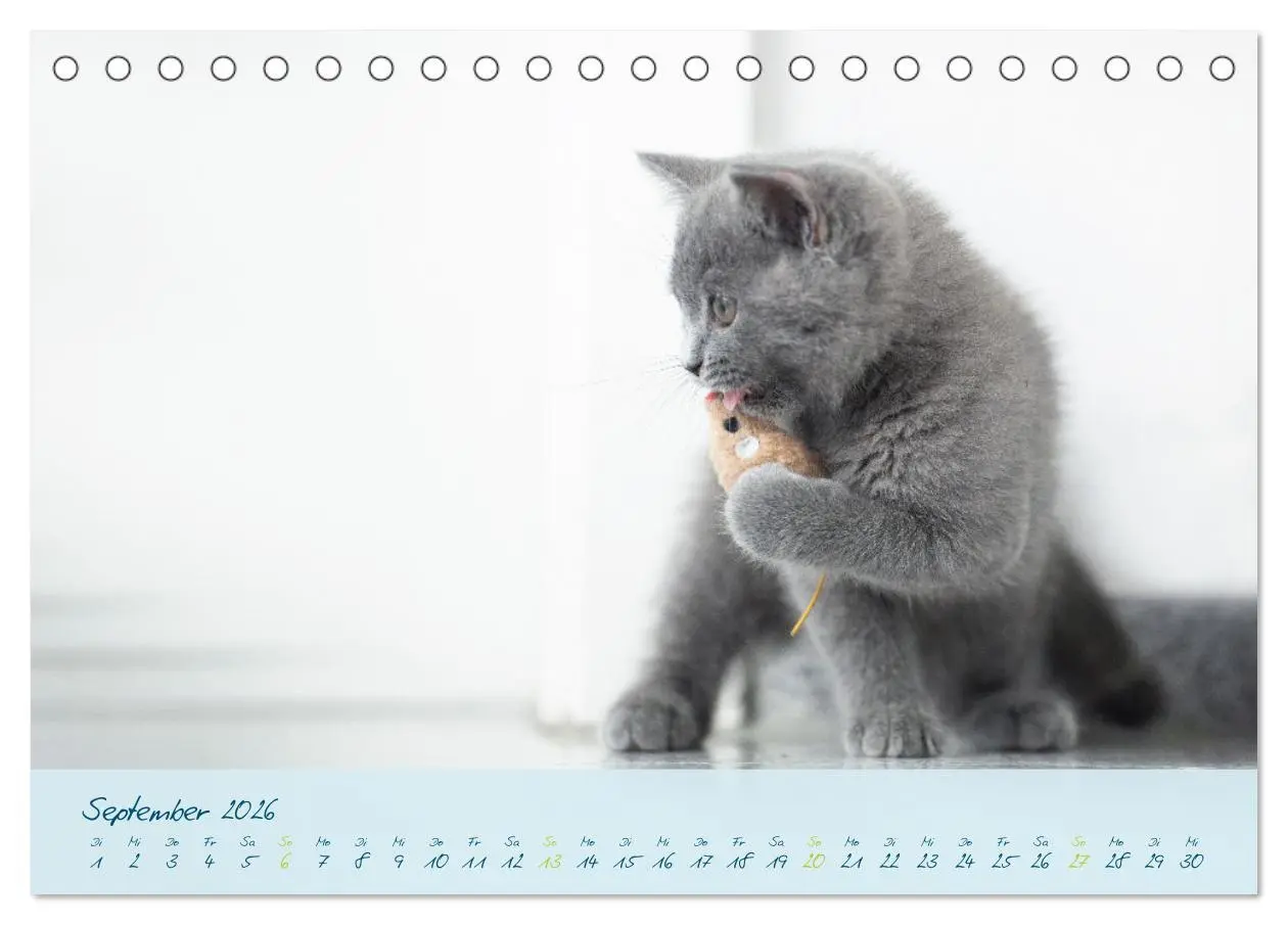 Bild: 9783457496848 | Ein kleiner Kater entdeckt die Welt! (Tischkalender 2026 DIN A5...