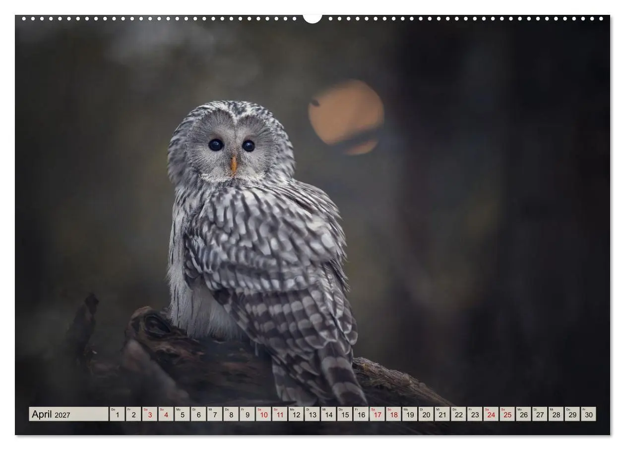 Bild: 9783516956948 | Eulen - schön und geheimnisvoll (hochwertiger Premium Wandkalender...