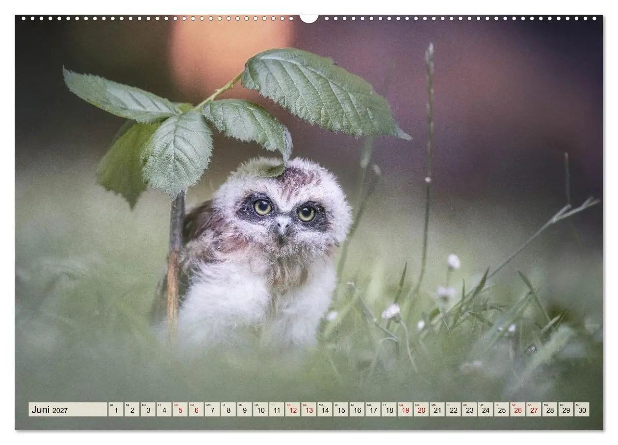 Bild: 9783516956948 | Eulen - schön und geheimnisvoll (hochwertiger Premium Wandkalender...
