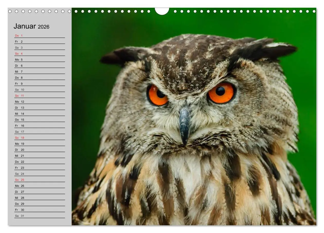 Bild: 9783457997048 | Eulen. Gefiederte Weisheit (Wandkalender 2026 DIN A3 quer),...