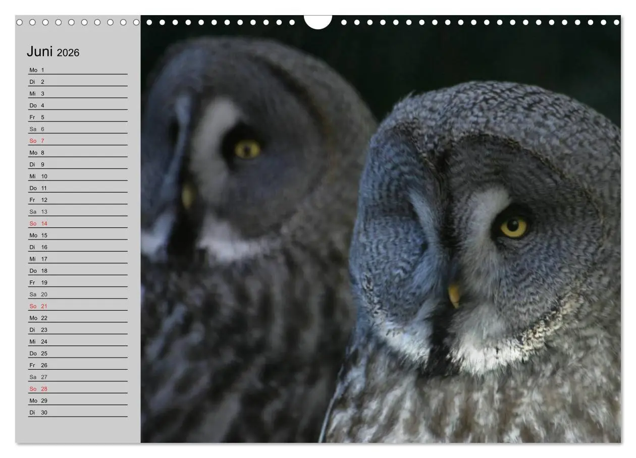 Bild: 9783457997048 | Eulen. Gefiederte Weisheit (Wandkalender 2026 DIN A3 quer),...