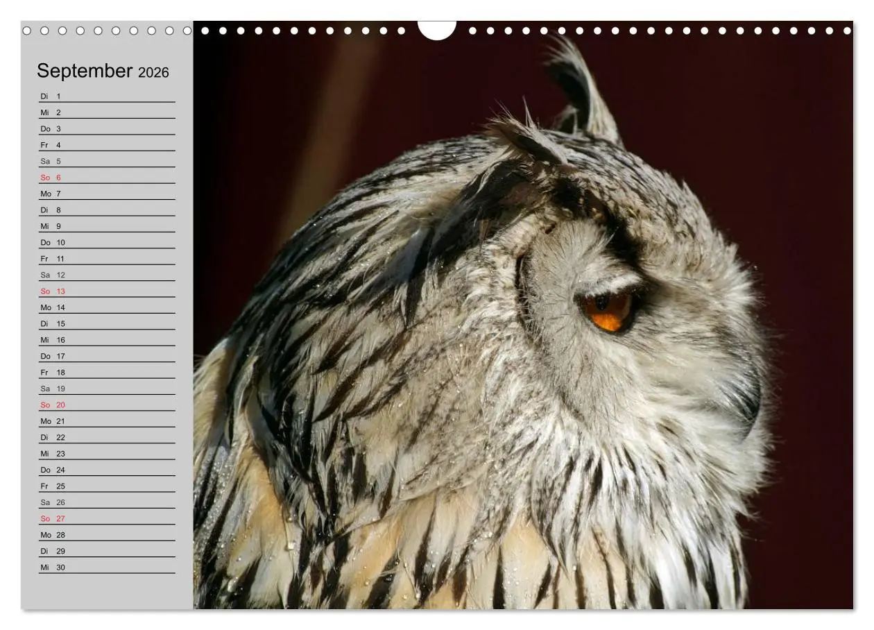 Bild: 9783457997048 | Eulen. Gefiederte Weisheit (Wandkalender 2026 DIN A3 quer),...