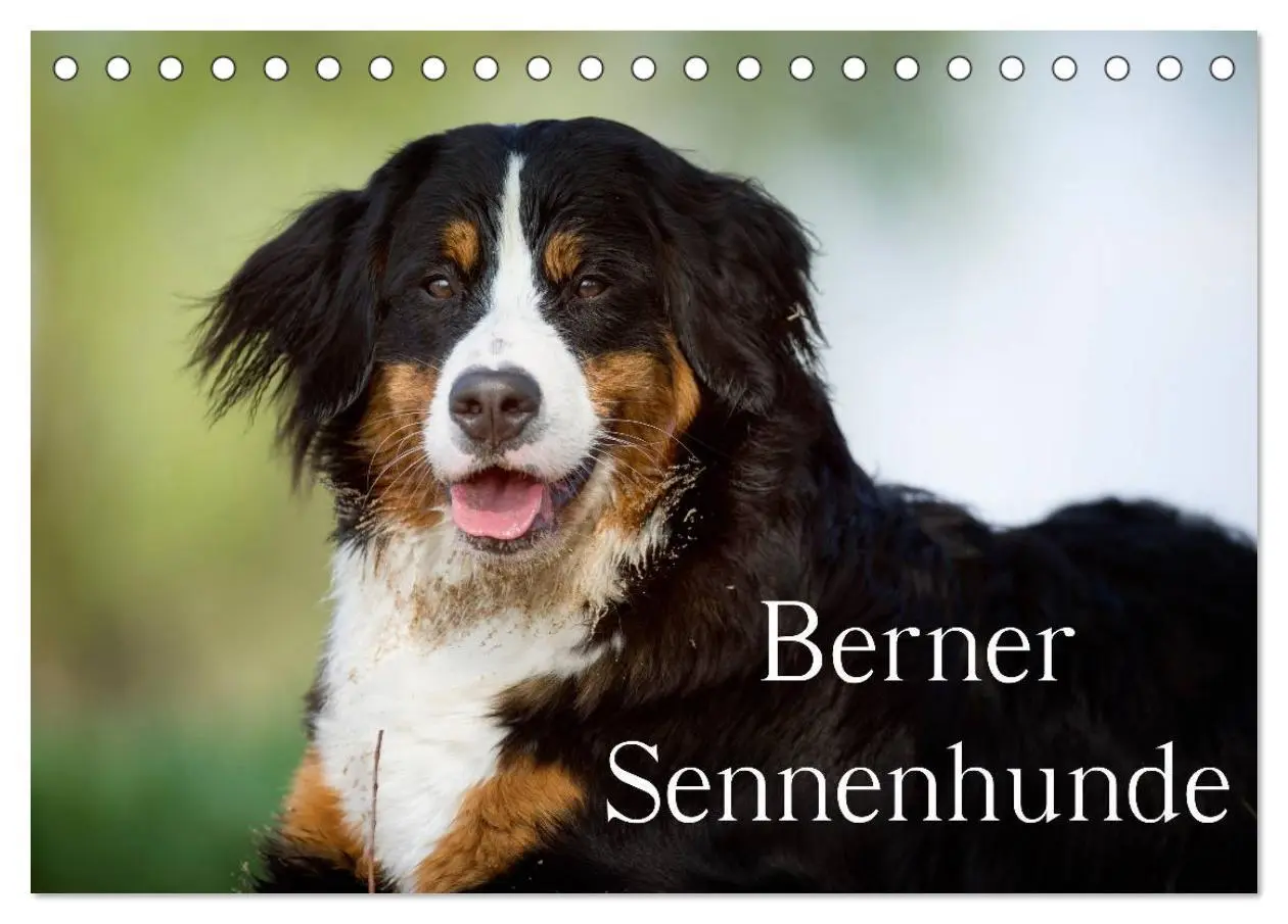 Cover: 9783516147148 | Berner Sennenhunde (Tischkalender 2026 DIN A5 quer), CALVENDO...