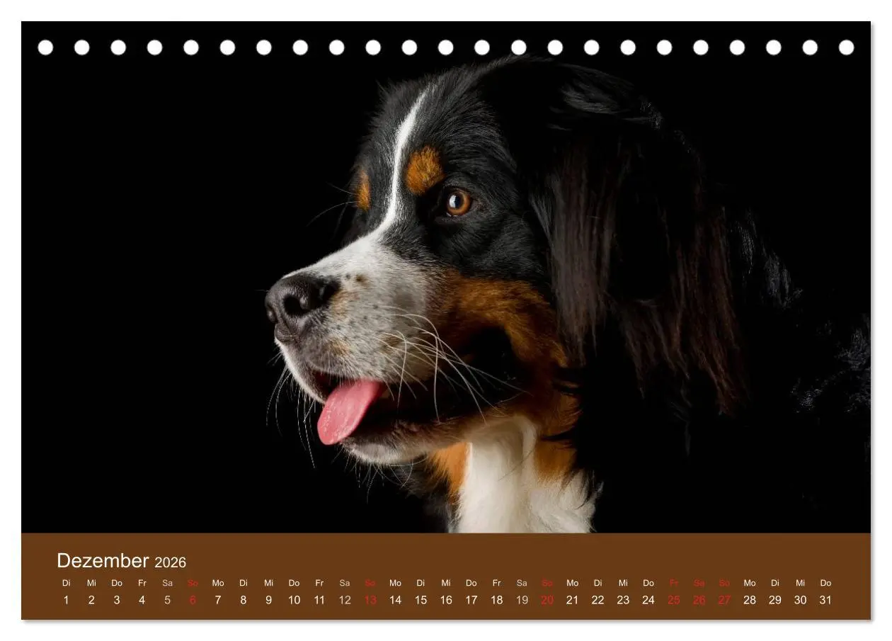 Bild: 9783516147148 | Berner Sennenhunde (Tischkalender 2026 DIN A5 quer), CALVENDO...