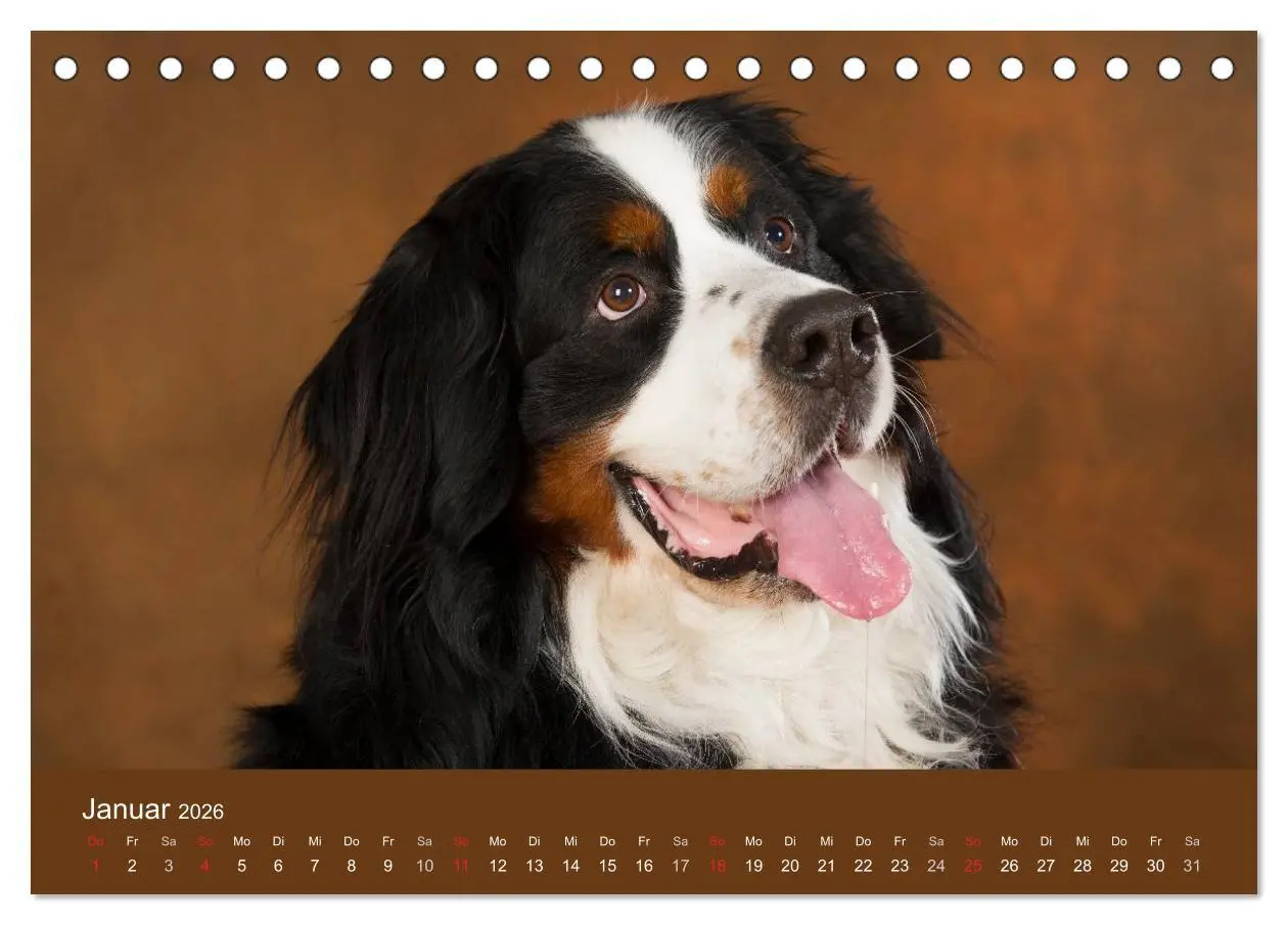 Bild: 9783516147148 | Berner Sennenhunde (Tischkalender 2026 DIN A5 quer), CALVENDO...