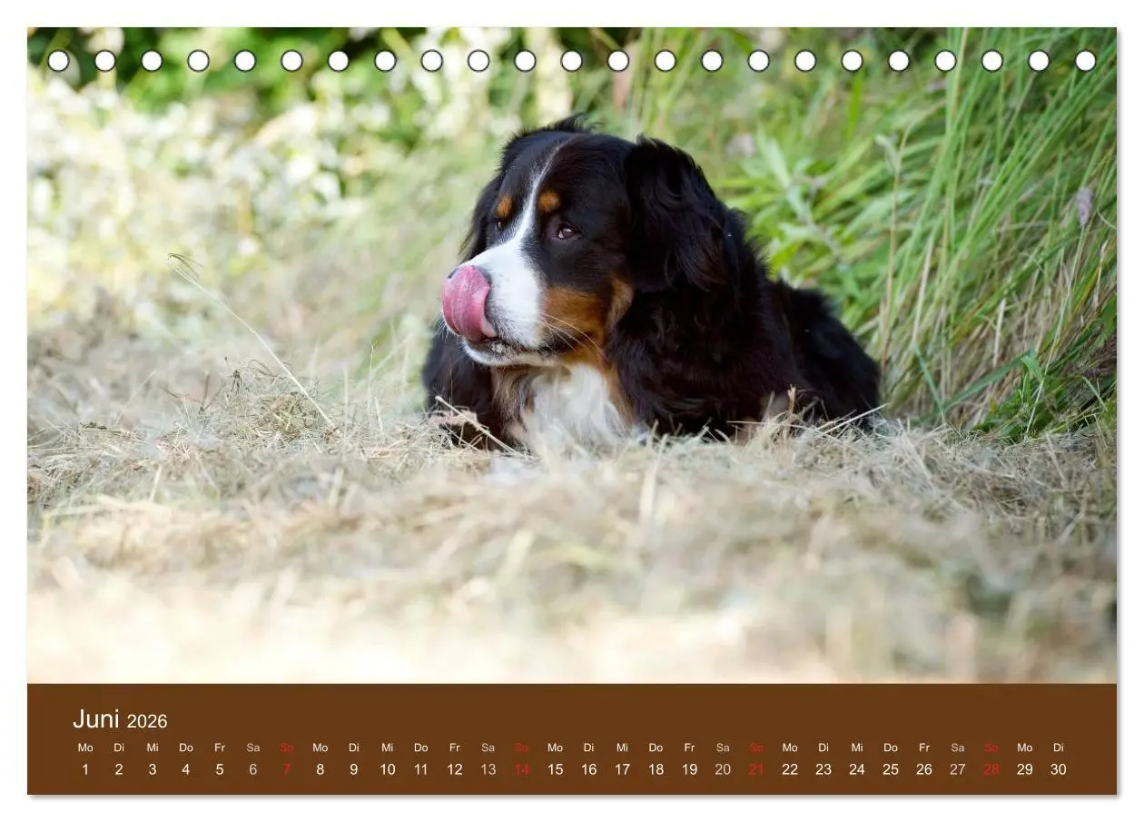 Bild: 9783516147148 | Berner Sennenhunde (Tischkalender 2026 DIN A5 quer), CALVENDO...