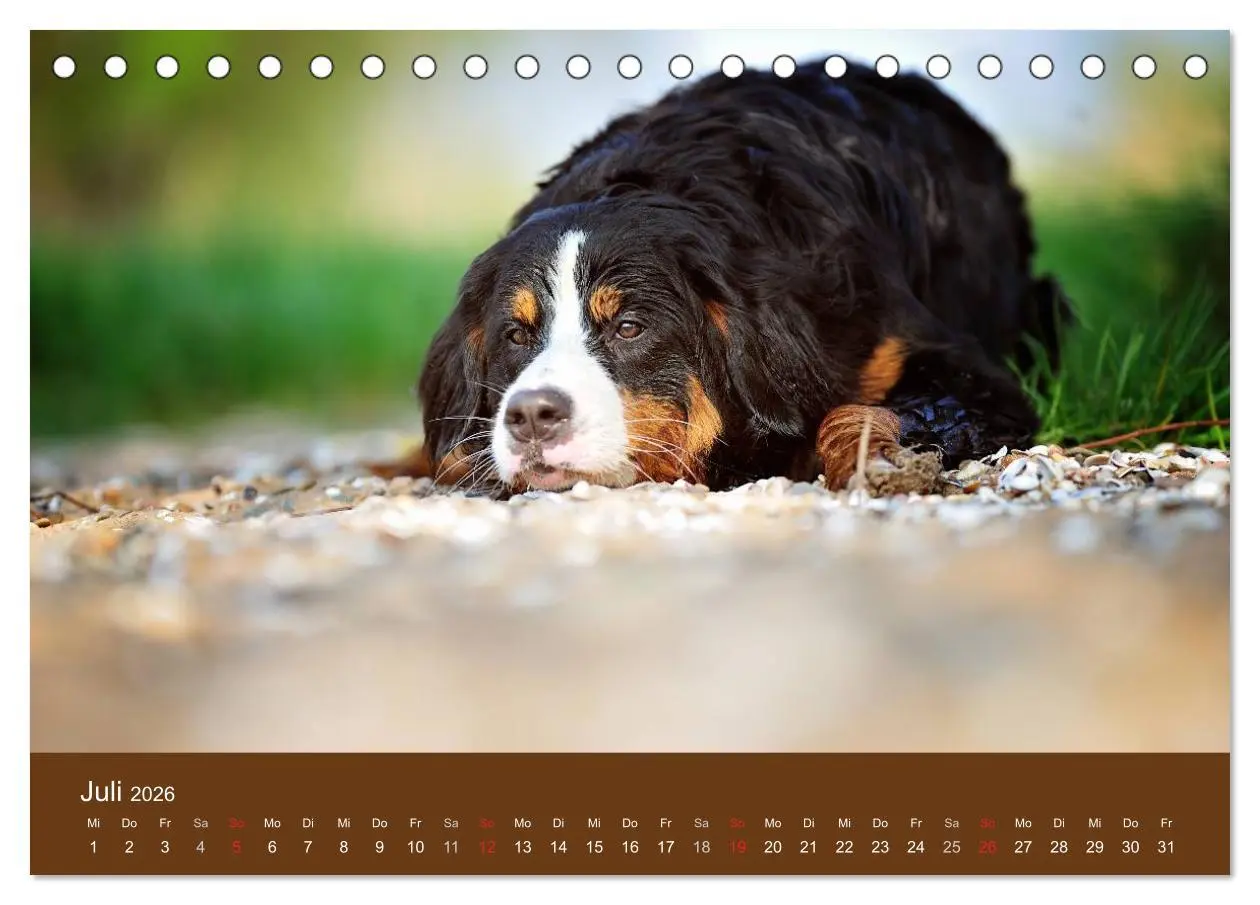 Bild: 9783516147148 | Berner Sennenhunde (Tischkalender 2026 DIN A5 quer), CALVENDO...