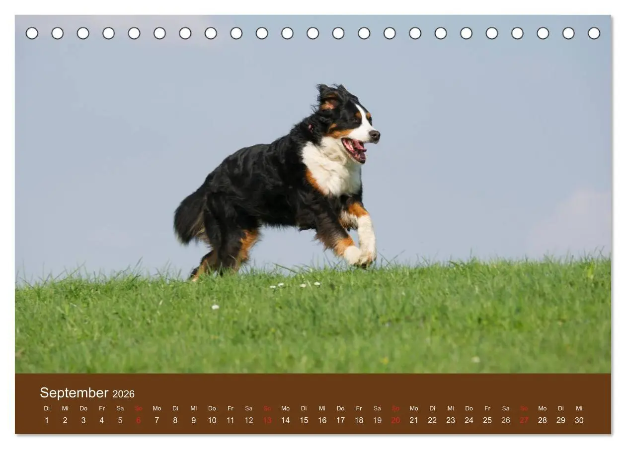 Bild: 9783516147148 | Berner Sennenhunde (Tischkalender 2026 DIN A5 quer), CALVENDO...