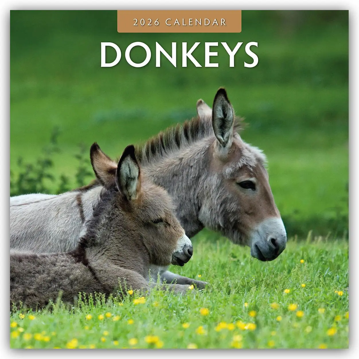 Cover: 9781804427248 | Donkeys 2026 Square Wall Calendar | Red Robin | Taschenbuch | 13 S.