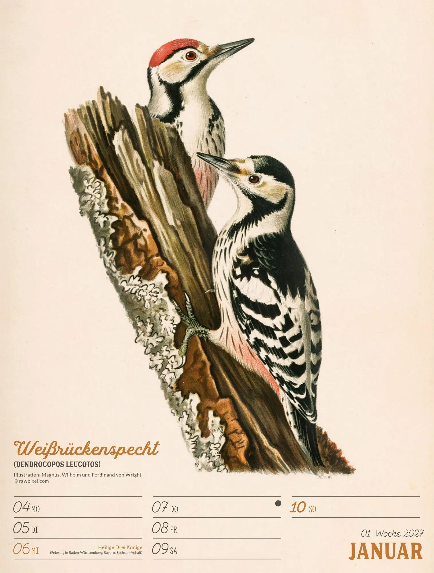 Bild: 9783838437248 | Wunderbare Vogelwelt Wochenplaner Kalender 2027 | GmbH | Kalender