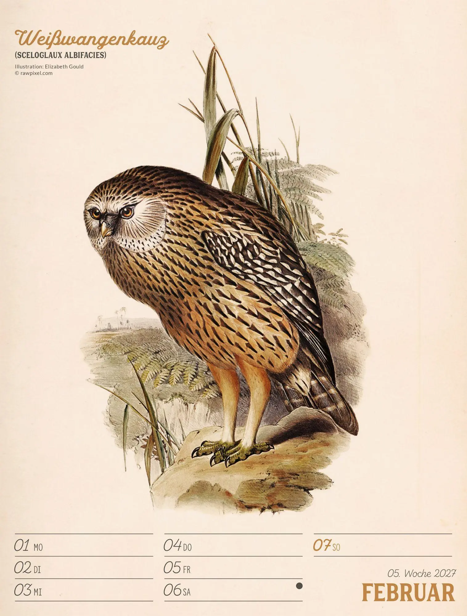 Bild: 9783838437248 | Wunderbare Vogelwelt Wochenplaner Kalender 2027 | GmbH | Kalender